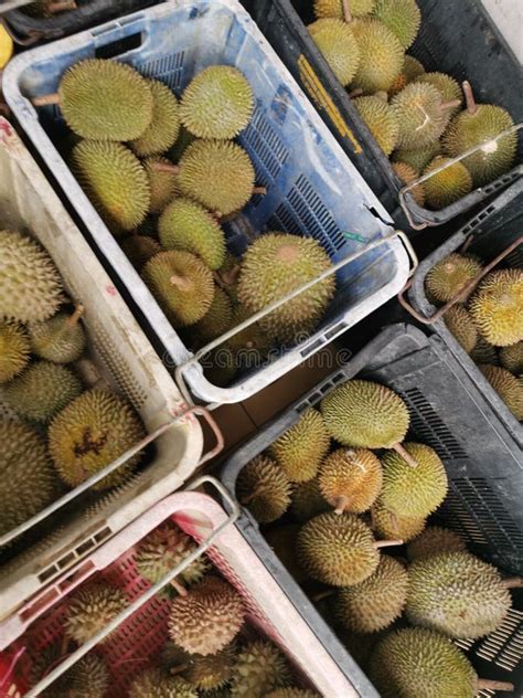 Durian in Malaysia stock image. Image of malaysia, durian - 153804787