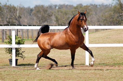 Arabian Horse Breed Information, History, Videos, Pictures