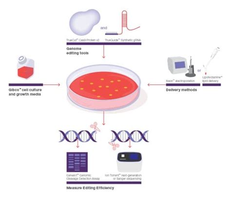 Invitrogen™ Lipofectamine CRISPRMAX Cas9 转染试剂品牌：Invitrogen-盖德化工网