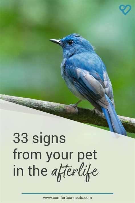 33 Afterlife Signs from your Pet | Grief Journey | Pet Loss | Guardian Angel | Pet grief, Pet ...