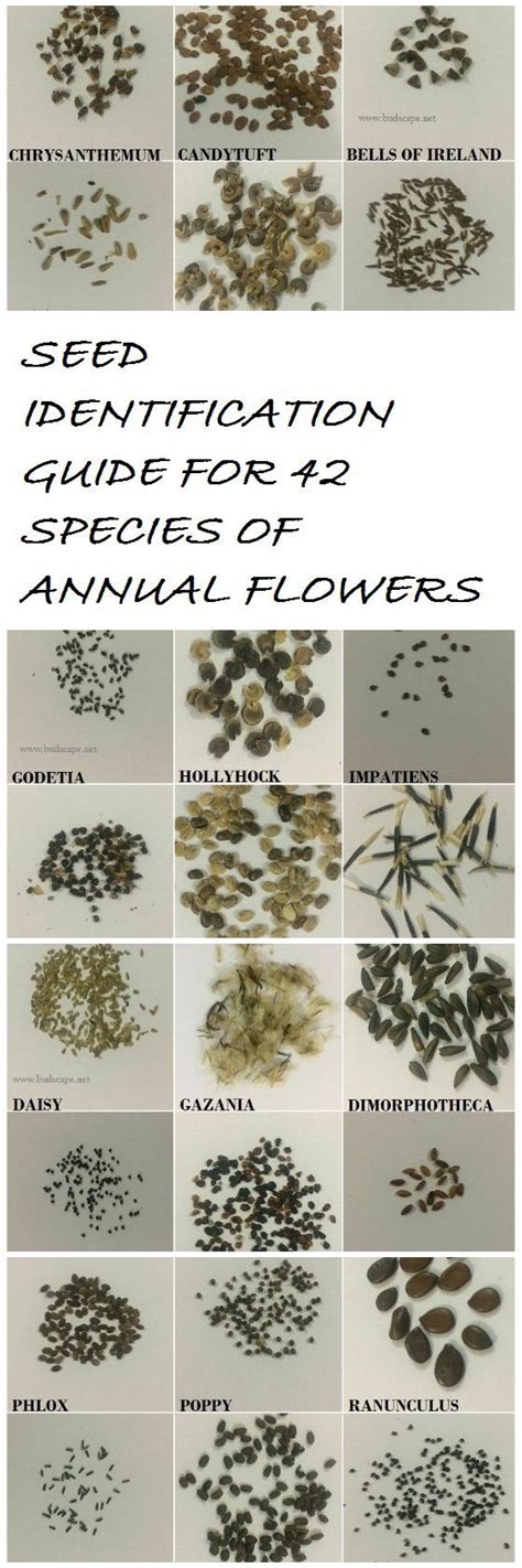 SEED IDENTIFICATION GUIDE FOR ANNUAL FLOWERS #GARDENING #SOWINGSEEDS # ...