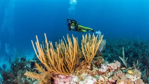 10 Best Scuba Diving Sites in The World To Discover The Labyrinths Of Oceans