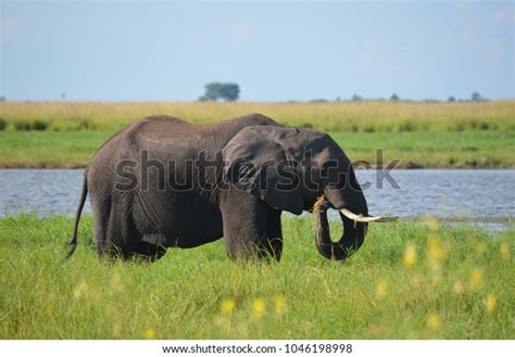 11,399 Elephant Eats Grass Images, Stock Photos & Vectors | Shutterstock