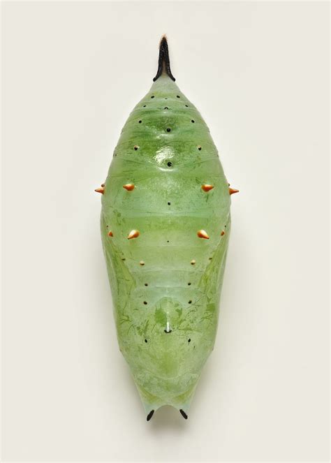 Macro Photos Highlight the Diverse Beauty of Butterfly Pupae | LaptrinhX / News