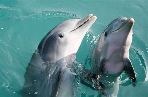 10 Animals To Meet In The Bahamas - highest level