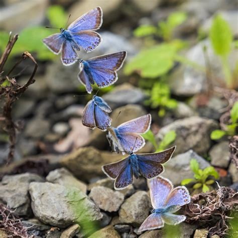 Photographer Captures His Passion for the Flight of the Butterfly, Detailing 17 Species in 3 ...