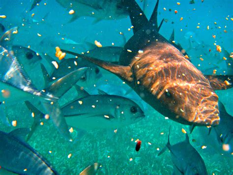 Nurse sharks can be lazy, thanks to their metabolism - SharkNewz