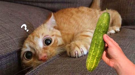 Why are cats scared of cucumbers? - The Daily Guardian