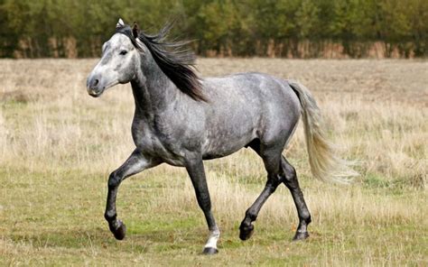 Lusitano Horse Breed - Profile, Facts, Photos - VIVO Pets