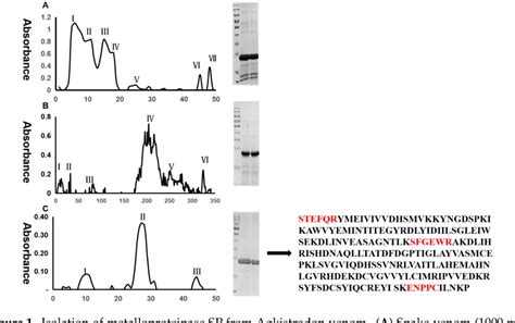 Figure 1 from Isolation of a Novel Metalloproteinase from Agkistrodon Venom and Its ...