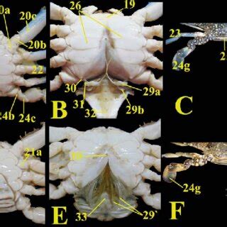 A; Fontal view of the male crab showing the three maxillipeds. B;... | Download Scientific Diagram