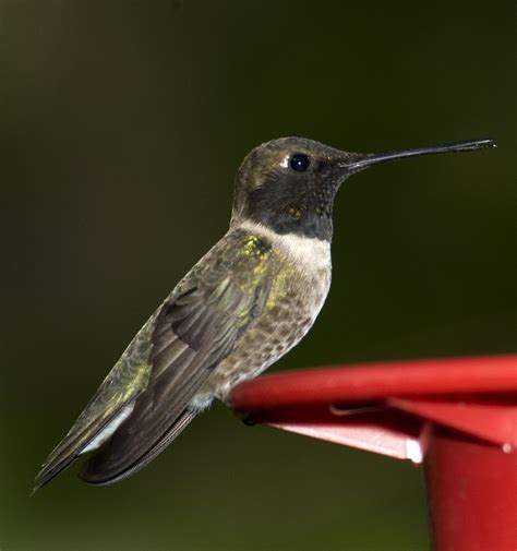 The Hummer in Winter - Shoal Creek Conservancy