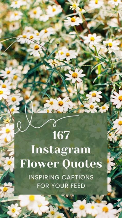 200+ Flower Quotes for Instagram Captions: Inspiring Blooms for Your Feed (2024)