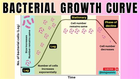 Bacterial Growth Curve in 2 minutes|4 Phases of Microbial Growth Curve🦠 ...