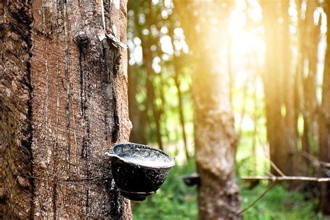 Plants and power: The importance of rubber and sugar - Earth.com