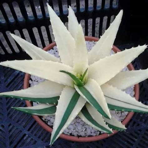 Where to Buy White Aloe Vera Plant: Your Ultimate Guide - PlantHD