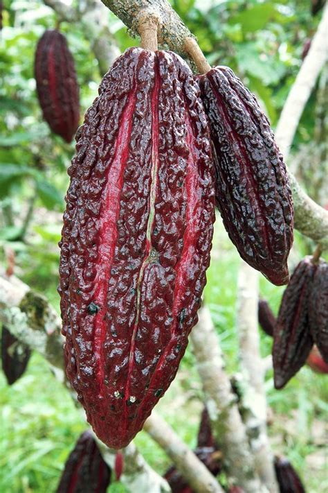 Cocoa Pods On A Tree Photograph by Sinclair Stammers/science Photo Library