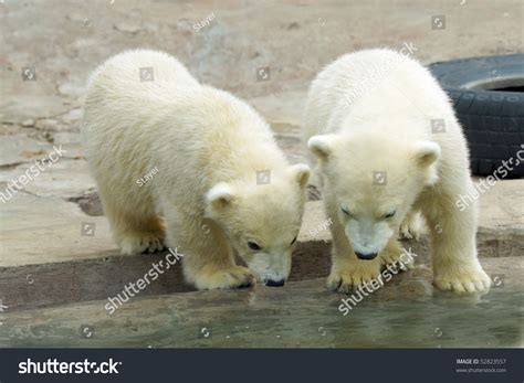 White Bear Cub Stock Photo 52823557 : Shutterstock