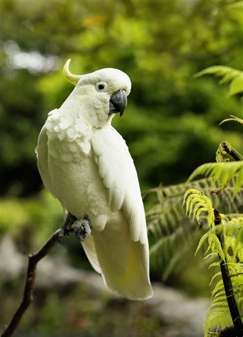 10 Most Beautiful Parrot Species in the World - Tail and Fur