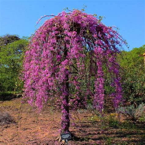 Cercis canadensis ‘Lavender Twist’ | Russell Nursery