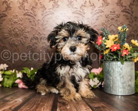 Maltipoo/Yorkie - Pet City Pet Shops