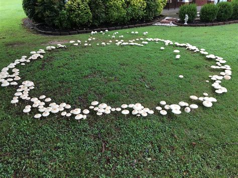 Fairy rings: Curious product of mushrooms decomposing clippings, debris