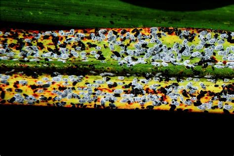 Pests > Pests Entities > Insects > Whiteflies > Sugarcane, whitefly pupae, India - PestNet