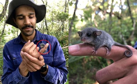 Zarigüeya bebé en peligro de extinción es vista en Australia, su ...