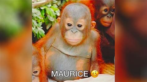 Maurice | Know Your Meme