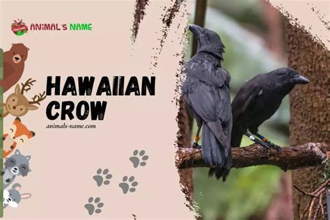 Hawaiian Crow: History, Facts, Size, Habitat, Classification & Much More - Animals Name