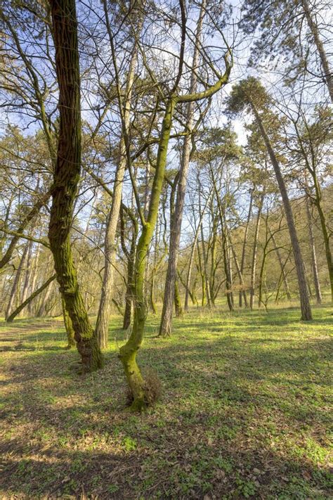 Forest Trees In Early Spring Stock Image - Image of wild, landscape ...