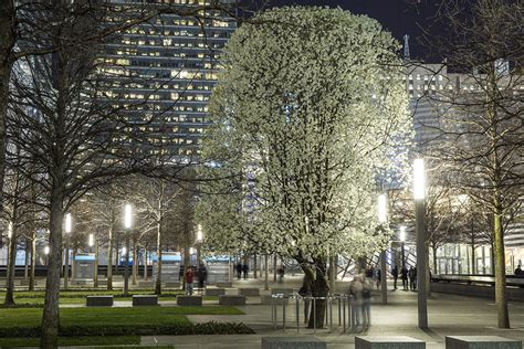 “Survivor Tree” seedlings gifted to honor Tree of Life | Pittsburgh ...