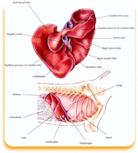 Dog Liver Disease Diet - HubPages