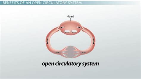 Open Circulatory Systems | Definition, Benefits & Examples - Video & Lesson Transcript | Study.com