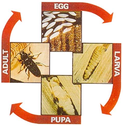 Woodworm - Envirotec