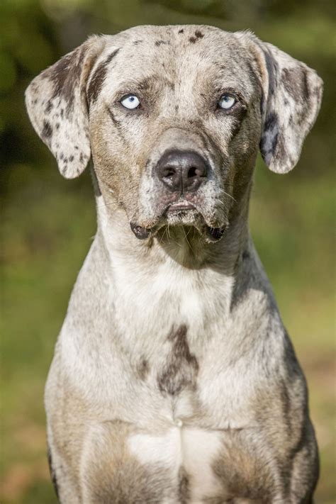 Catahoula Leopard Doggoodhousemag Best Guard Dog Breeds, Best Guard ...