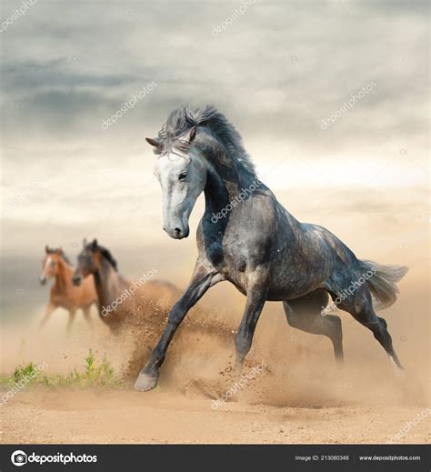 Hermosos Caballos Salvajes Corriendo Libertad Las Praderas: fotografía de stock © mari_art ...