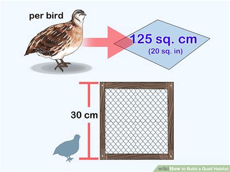 How to Build a Quail Habitat (with Pictures) - wikiHow