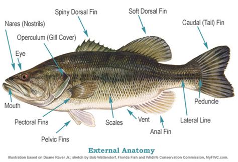 Bony Fish Anatomy Diagram