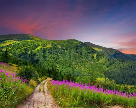 Beautiful summer landscape in the mountains with pink flowers Sunset | Stock Photo | Colourbox