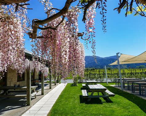 Where are the best wineries in New Zealand? - BoomerVoice