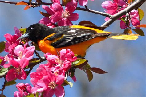 When Is the Bird Mating Season? - Why Spring Matters