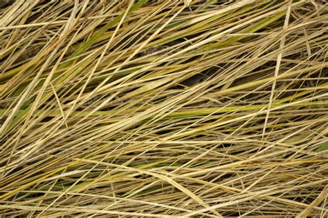 Hay texture. Yellow grass. Farm details. 11348004 Stock Photo at Vecteezy