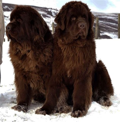 Newfoundland Dog vs Leonberger - Breed Comparison