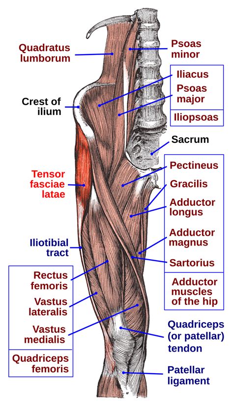 Sartorius Muscle Anatomy