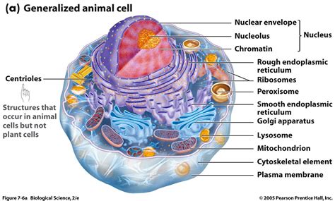 Biology notes, Eukaryotic cell, Science biology