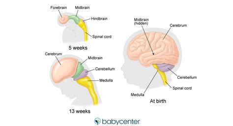 Fetal brain development: When does the brain develop? | BabyCenter