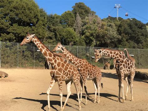 Wildlife Adventure at the Oakland Zoo | Marin Mommies