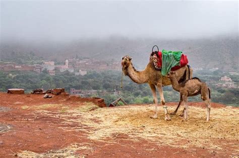 Berber Villages & 3 Valleys Atlas Mountains Day Trip - Marrakesh ...