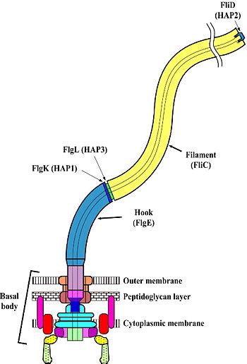 Flagella, bacterial - Proteopedia, life in 3D